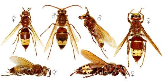 vespa_orientalis