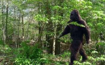 bigfoot