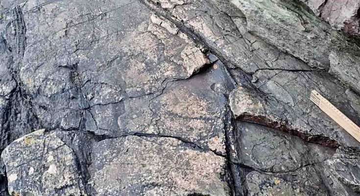 Foresta fossile più antica del mondo