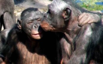 bacio tra bonobo