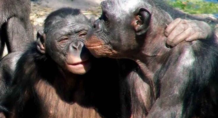 bacio tra bonobo