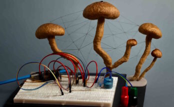 funghi computer