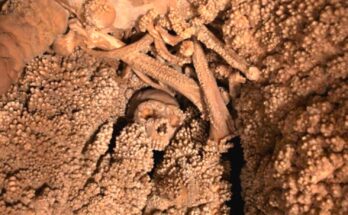 Neanderthal Altamura