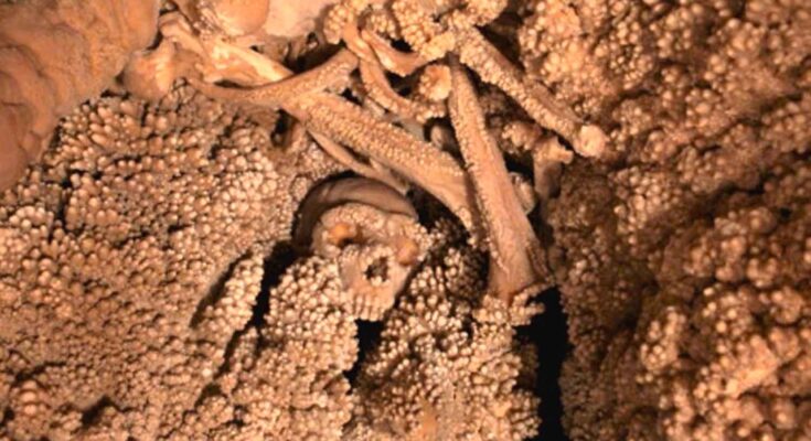 Neanderthal Altamura