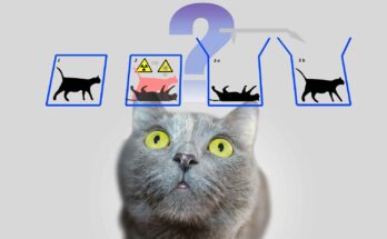 gatto di Schrödinger