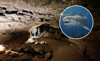 squali preistorici grotta