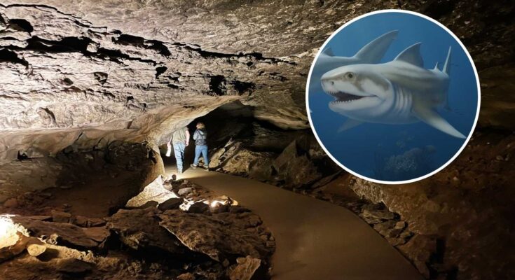 squali preistorici grotta