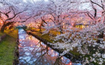 fioritura ciliegi giapponesi 2025