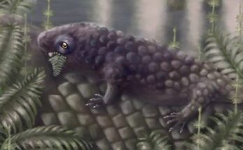 Tyrannoroter heberti