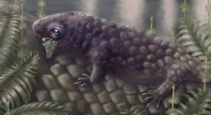 Tyrannoroter heberti