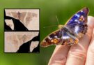 Farfalla di 34 milioni di anni: ritrovamento eccezionale in Francia
