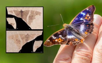 fossile di farfalla imperatore