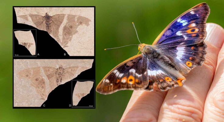 fossile di farfalla imperatore