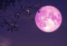 Luna Rosa 2026: lo spettacolo del plenilunio primaverile