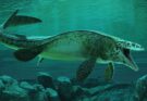 Identificato il predatore marino del Cretaceo: il colossale Tylosaurus rex