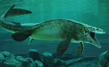 Scoperto Tylosaurus rex, enorme mosasauro del Texas con denti seghettati, mascelle potenti e tracce di scontri feroci