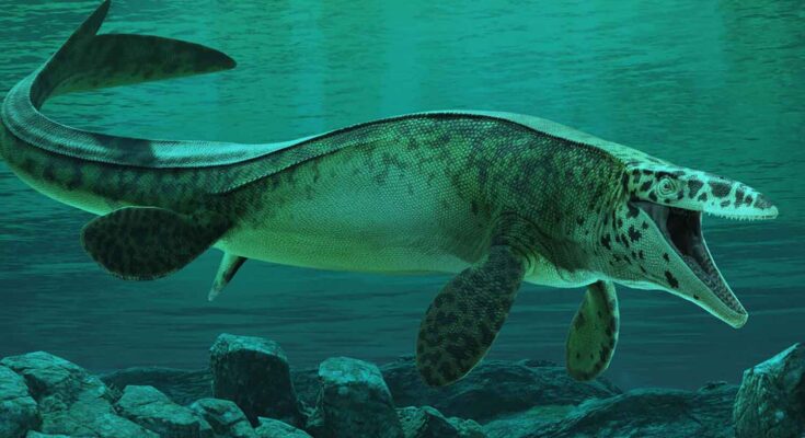 Scoperto Tylosaurus rex, enorme mosasauro del Texas con denti seghettati, mascelle potenti e tracce di scontri feroci
