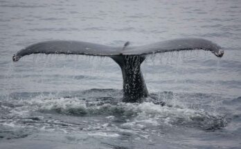 balena