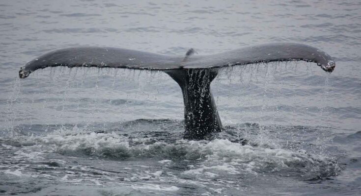 balena