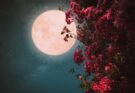 Stanotte la Luna Piena di Maggio: ecco la magica Luna dei Fiori