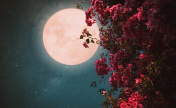 luna dei fiori primo maggio 2026