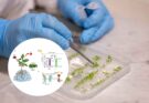 Scienziati italiani creano vegetale ibrido per assorbire CO2