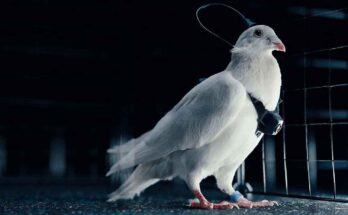 piccioni biodroni