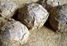 Francia: ritrovate più di cento uova fossili di dinosauro