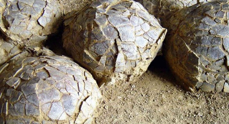uova di dinosauro