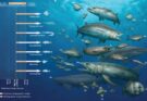 Fossili di pesci in Egitto rivelano la vita marina post-dinosauri