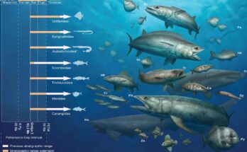 Acquario di pietra fossili in Egitto
