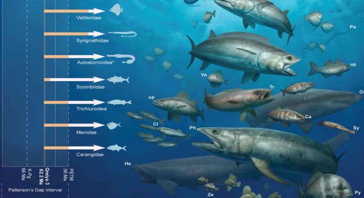 Acquario di pietra fossili in Egitto