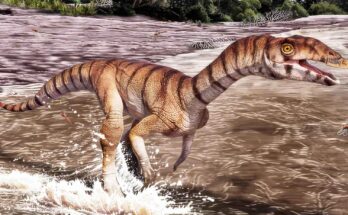 Labrujasuchus expectatus