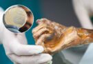 Lieviti vivi scoperti su Ötzi dopo 5.300 anni: il microbioma attivo