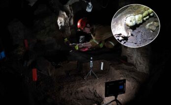 denti homo naledi