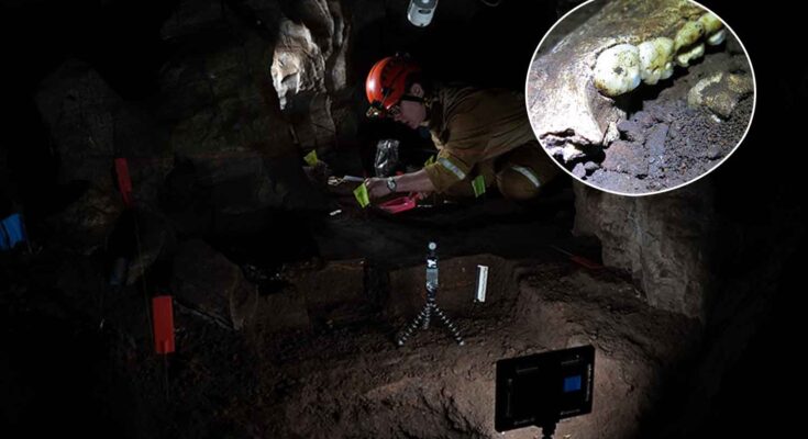 denti homo naledi