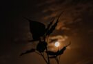 Microluna delle Fragole: il satellite più distante illumina l’estate
