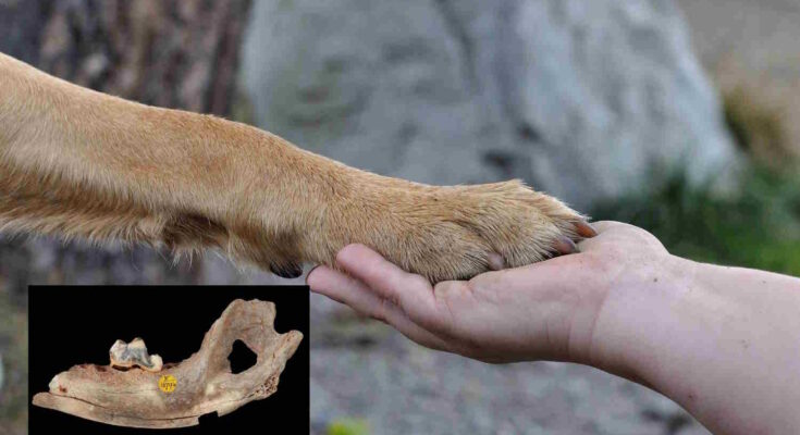 cani umani