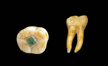 Dente Maya