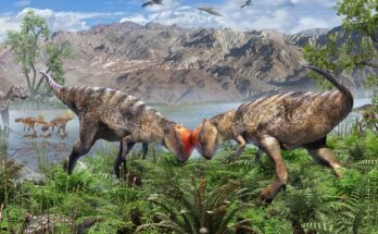 dinosauro testa a cupola Zavacephale