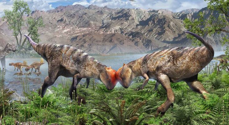dinosauro testa a cupola Zavacephale