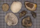 Conchiglie fossili svelano l’enigma della grande estinzione