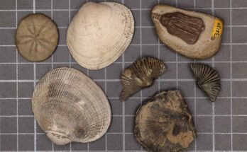 fauna moderna e paleozoica Sarah Leibovitz
