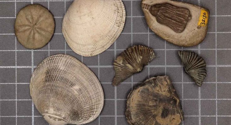 fauna moderna e paleozoica Sarah Leibovitz