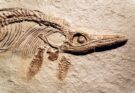 Quando i romani custodivano fossili di rettili marini preistorici
