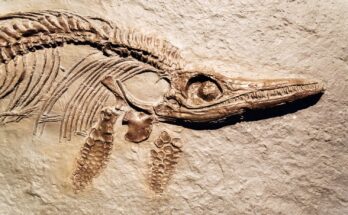 fossili dinosauro