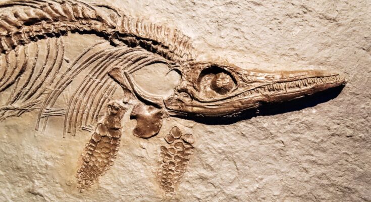 fossili dinosauro