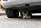 BYD brevetta un sensore anti-investimento per animali sotto l’auto