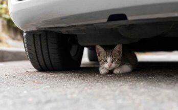gatto sotto auto