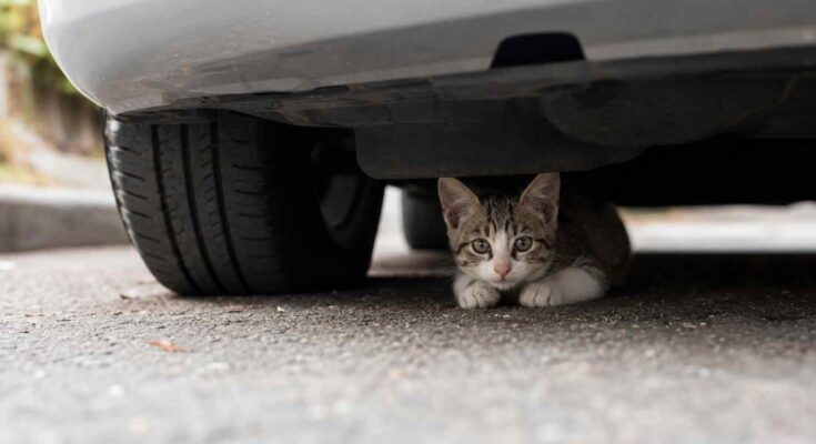 gatto sotto auto
